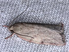 Euchaetis inceptella