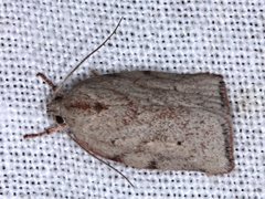 Euchaetis inceptella