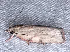 Euchaetis inceptella