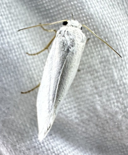 Eastern Yucca Moth photo 5