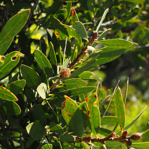 Image of Melaleuca pallida by no rights reserved