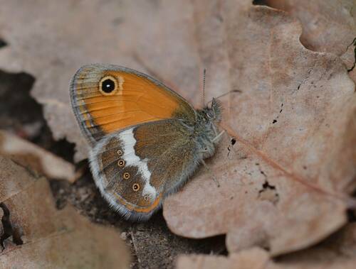 Moroccan Pearly Heath