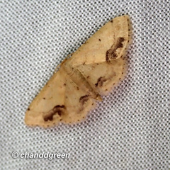 Idaea chotaria