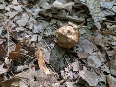 Amphibolips confluenta