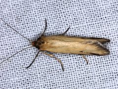 Philobota protecta