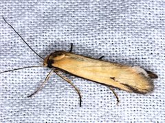 Philobota protecta