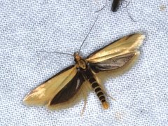 Philobota protecta