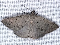 Taxeotis reserata