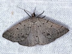 Taxeotis reserata