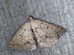 Taxeotis reserata