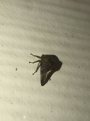 Telamona monticola