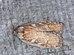 Euchaetis rhizobola