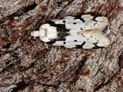 Sympoecila delotypa