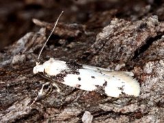 Sympoecila delotypa