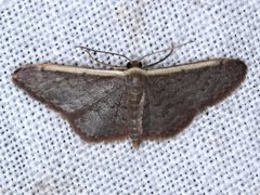 Idaea costaria