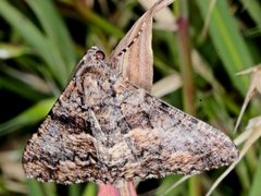 Gastrinodes argoplaca