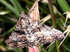 Gastrinodes argoplaca