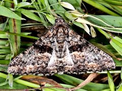 Gastrinodes argoplaca