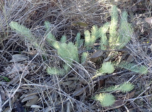 Image of Lebeckia sepiaria by (c) Nicola van Berkel, some rights reserved (CC BY-SA)
