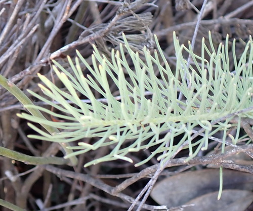 Jackaltail Ganna (Lebeckia sepiaria)