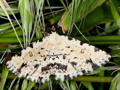 Sandava scitisignata