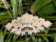 Sandava scitisignata