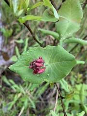 Lonicera dioica