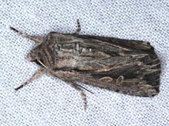 Persectania dyscrita