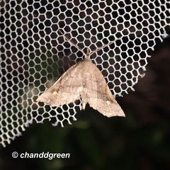 Throana pectinifer