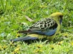 Platycercus elegans flaveolus