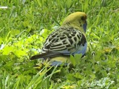 Platycercus elegans flaveolus