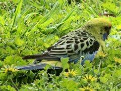 Platycercus elegans flaveolus