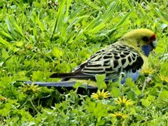 Platycercus elegans flaveolus