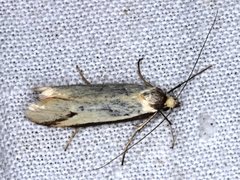 Philobota protecta