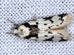 Sympoecila delotypa