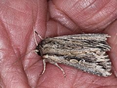 Persectania dyscrita