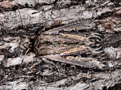 Persectania dyscrita