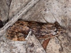 Achyra nigrirenalis