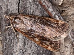 Achyra nigrirenalis