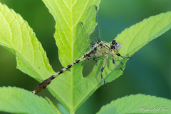 Arigomphus submedianus