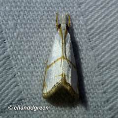 Pseudargyria interruptella