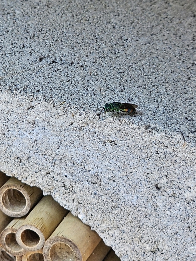 Chrysis fasciata