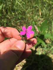Dianthus armeria