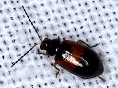 Monolepta minima