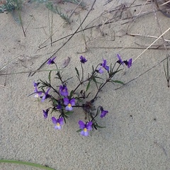 Viola tricolor curtisii