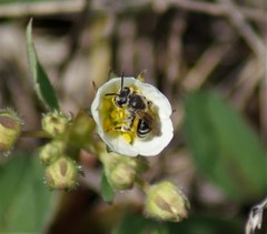Andrena nasonii