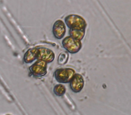Oocystis parva
