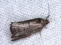Glyphidoptera insignana