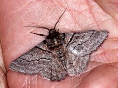 Hypobapta tachyhalotaria