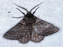 Hypobapta tachyhalotaria